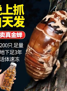 金蝉知了猴新鲜山东特产2026爬叉猴鲜活冷冻结了龟幼虫非蚕蛹蝉蛹