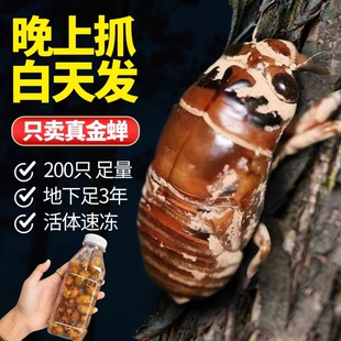金蝉知了猴新鲜山东特产2026爬叉猴鲜活冷冻结了龟幼虫非蚕蛹蝉蛹
