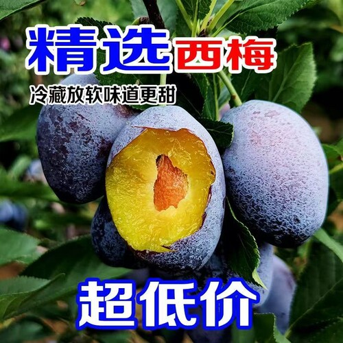 正宗新鲜采摘大西梅当季孕妇水果现摘现发西梅鲜果女神李子梅子