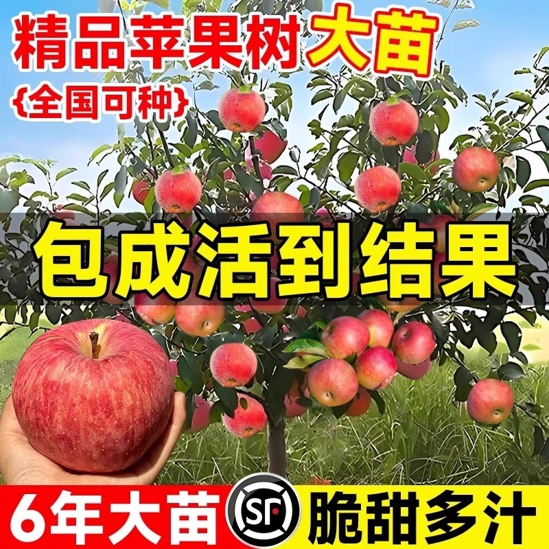 苹果树果苗红富士矮化盆栽嫁接糖心大苹果庭院当年结果脆甜大果