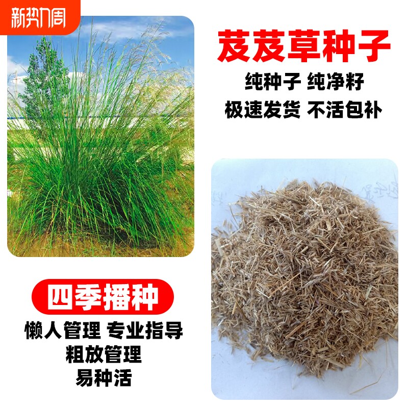 芨芨草种子芨芨草牧草种籽积机草席萁草耐寒旱防风固沙耐盐碱草籽