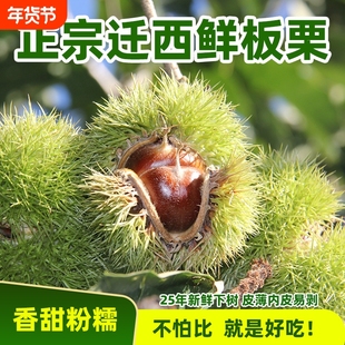 迁西生板栗新鲜油栗毛栗子2025大中小粒仁现摘粟糖炒栗子店同款
