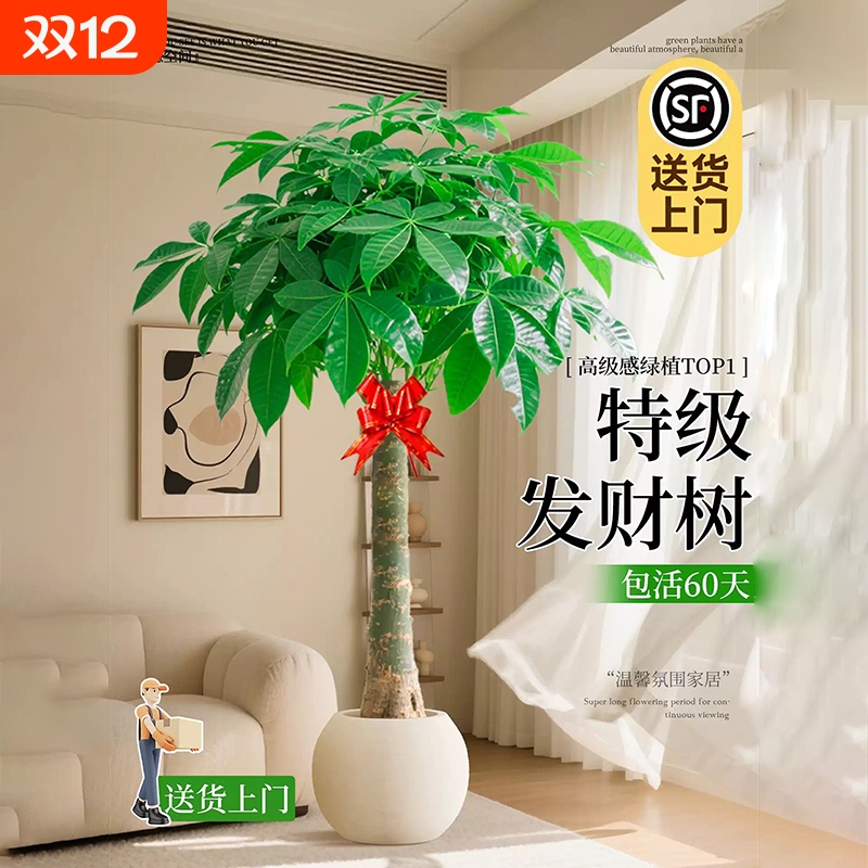 发财树客厅盆栽大花卉绿植物室内办公室四季好养大树客厅摆件盆景
