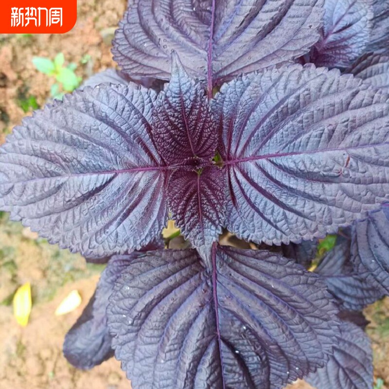 紫苏子紫苏种子紫苏叶种籽盆栽可食用种植苗四季籽种蔬菜孑苏子叶