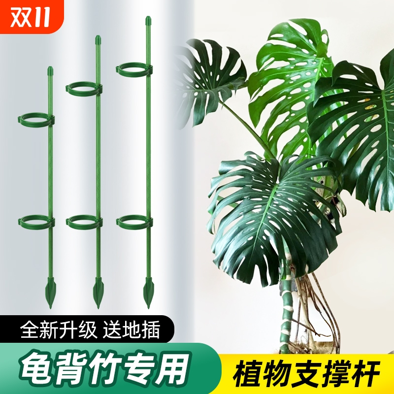 西红柿番茄辣椒固定杆爬藤吊兰园