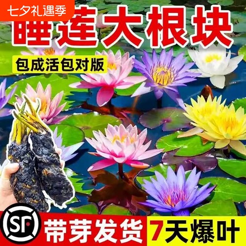 睡莲水培植物带花苞四季开花大型池塘荷花藕种子盆栽水养莲花根块