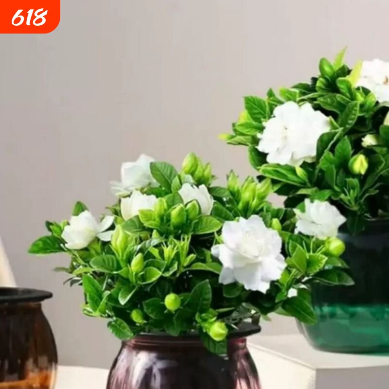 独杆棒棒糖栀子花盆栽带花苞大叶老桩栀枝树苗牡丹循环开花卉植物