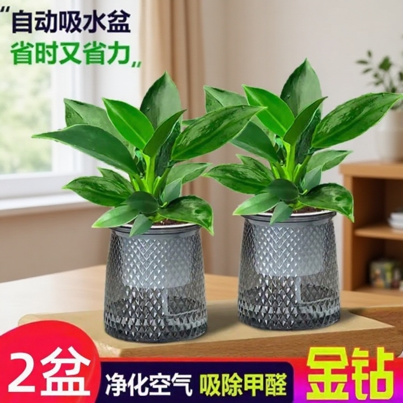 吸甲醛植物绿公主基地清仓处理