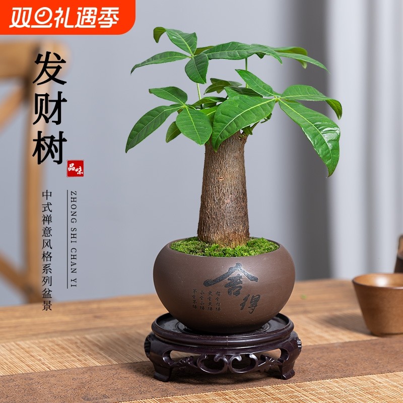 发财树绿植适合客厅室内办公室桌面四季好养旺宅植物吸甲醛小盆栽
