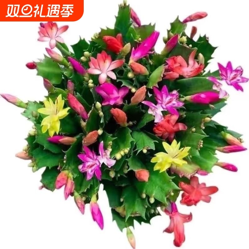 蟹爪兰盆栽多色重瓣新品四季花卉植物室内好养阳台好养活嫁接客厅