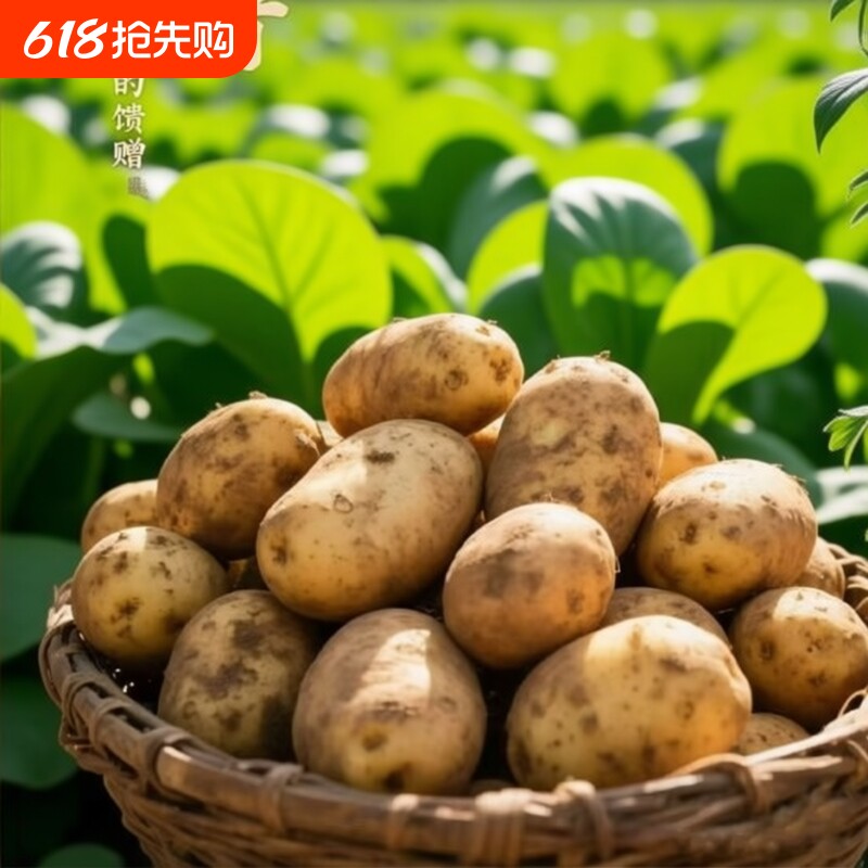 现挖黄心土豆农家本地洋芋炒菜炖汤粉糯香甜农产品新鲜蔬菜马铃薯