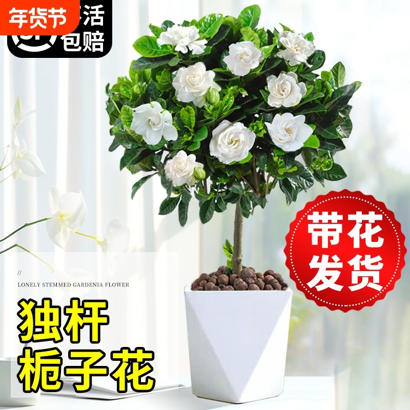 独杆大叶栀子花盆栽老桩牡丹栀子花树苗四季开花植物室内好养客厅,鲜花速递/花卉仿真/绿植园艺,时令草本花卉,淘宝优惠券,粉丝福利购,淘宝优惠卷