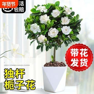 独杆大叶栀子花盆栽老桩牡丹栀子花树苗四季开花植物室内好养客厅