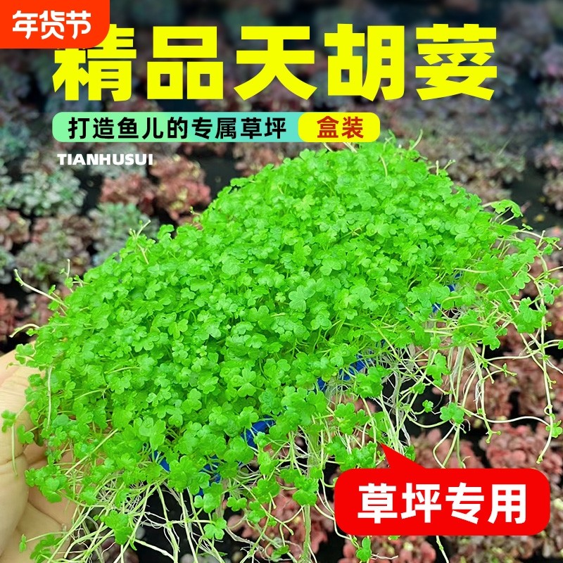 鱼缸天胡荽水草网片造景草坪专用爬地矮珍珠净水草生态水质沉底,宠物/宠物食品及用品,水草,淘宝优惠券,粉丝福利购,淘宝优惠卷