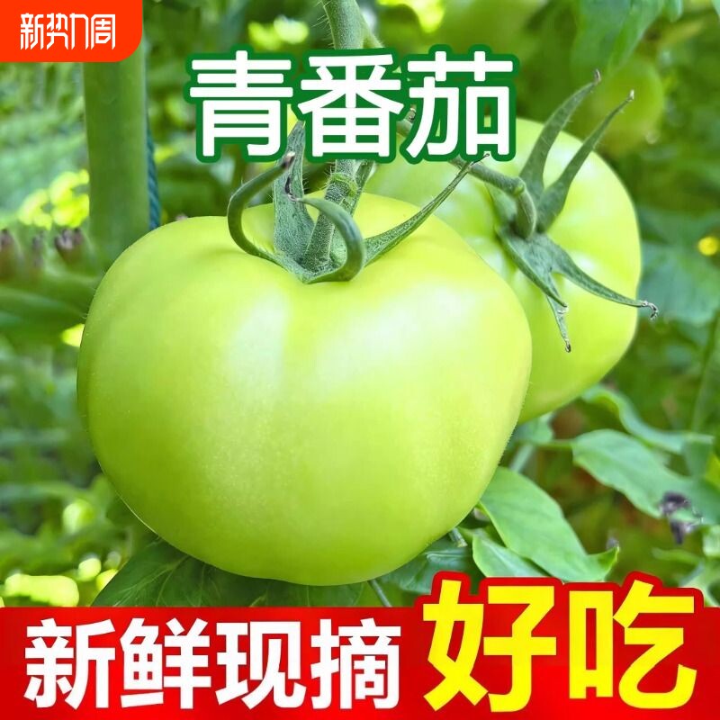 山西特产农家露天新鲜蔬菜青番茄西红柿青西红柿绿番茄青皮西红柿