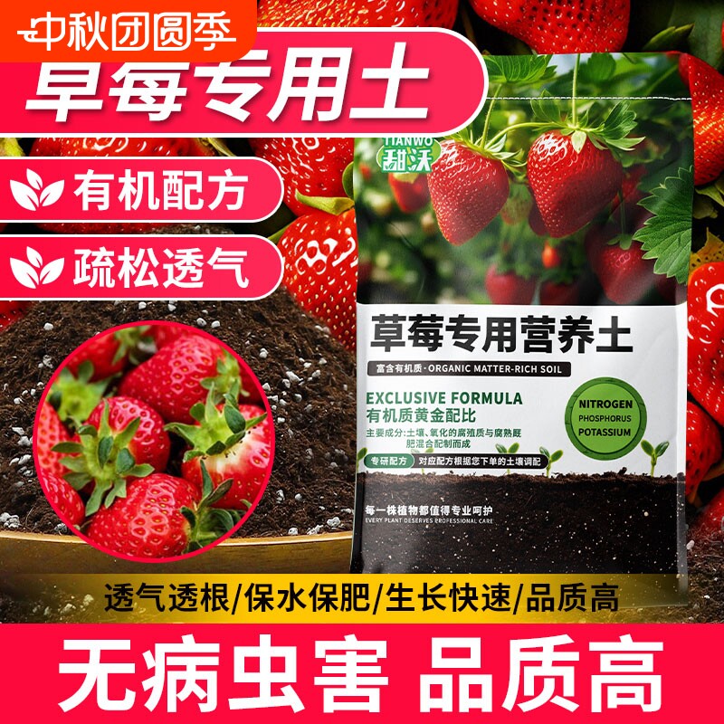 草莓专用营养土阳台草莓盆栽图片