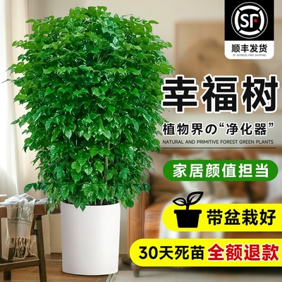 幸福树客厅绿植大型植物除甲醛