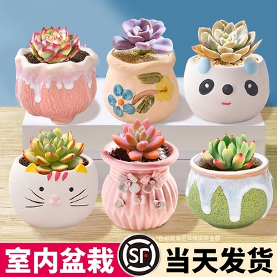多肉盆栽统一价，选择不焦虑
