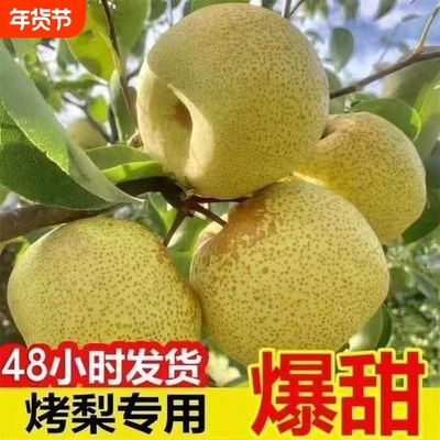 正宗新鲜砀山酥梨5-9斤