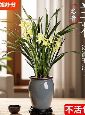 四季兰建兰大凤素夏带花苞开花室内花卉兰花苗客厅名贵香水品种