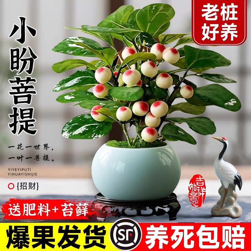 小盼菩提树盆栽带果老桩盆景办公室绿植客厅桌面植物室内禅意摆件