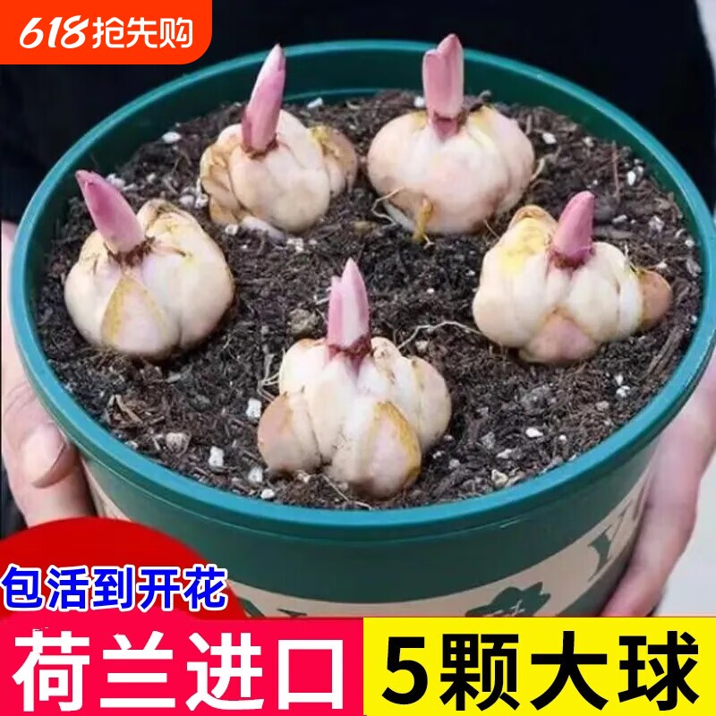进口香水百合种球四季开花室内外阳台多头百合耐寒好养重瓣种植