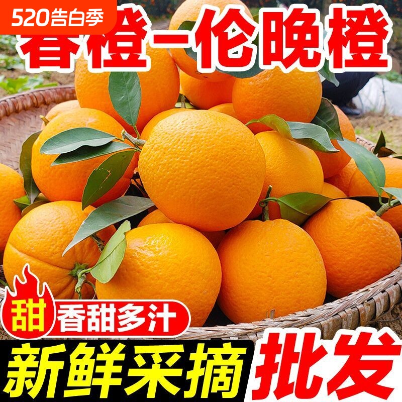 秭归正宗伦晚脐橙甜橙湖北当季橙子新鲜榨汁水果包邮整箱产地直发