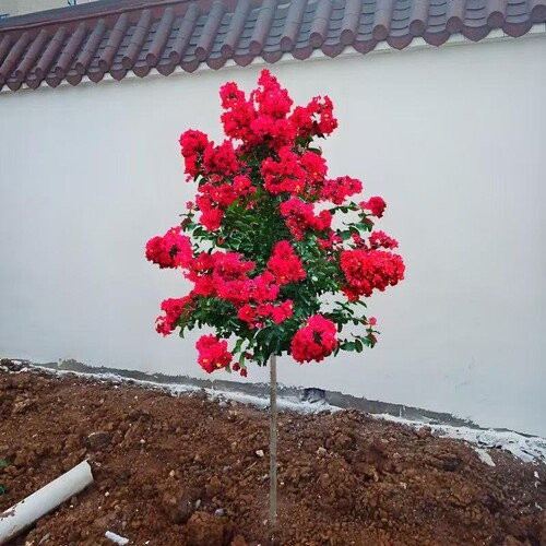 紫薇花树苗盆栽老桩庭院红火箭红紫薇风景树室外开花带花好养活