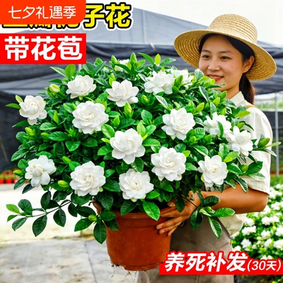 栀子花盆栽花卉水培室内客厅四季开花好养绿植物带花苞重瓣办公室