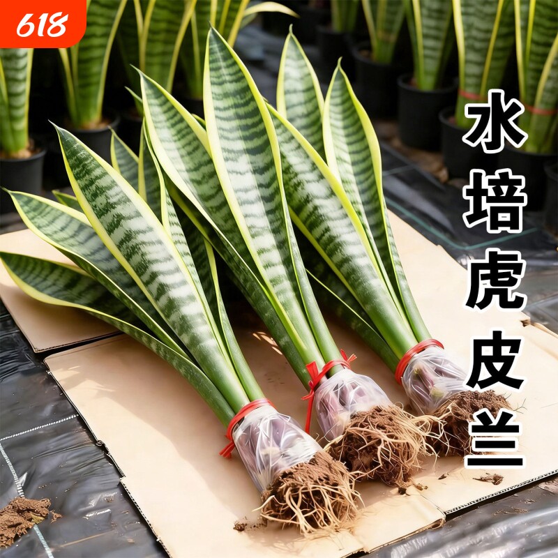 金边虎皮兰绿植盆栽无土纯水培植物室内四季好养懒人客厅桌面绿植
