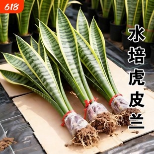 金边虎皮兰绿植盆栽无土纯水培植物室内四季好养懒人客厅桌面绿植