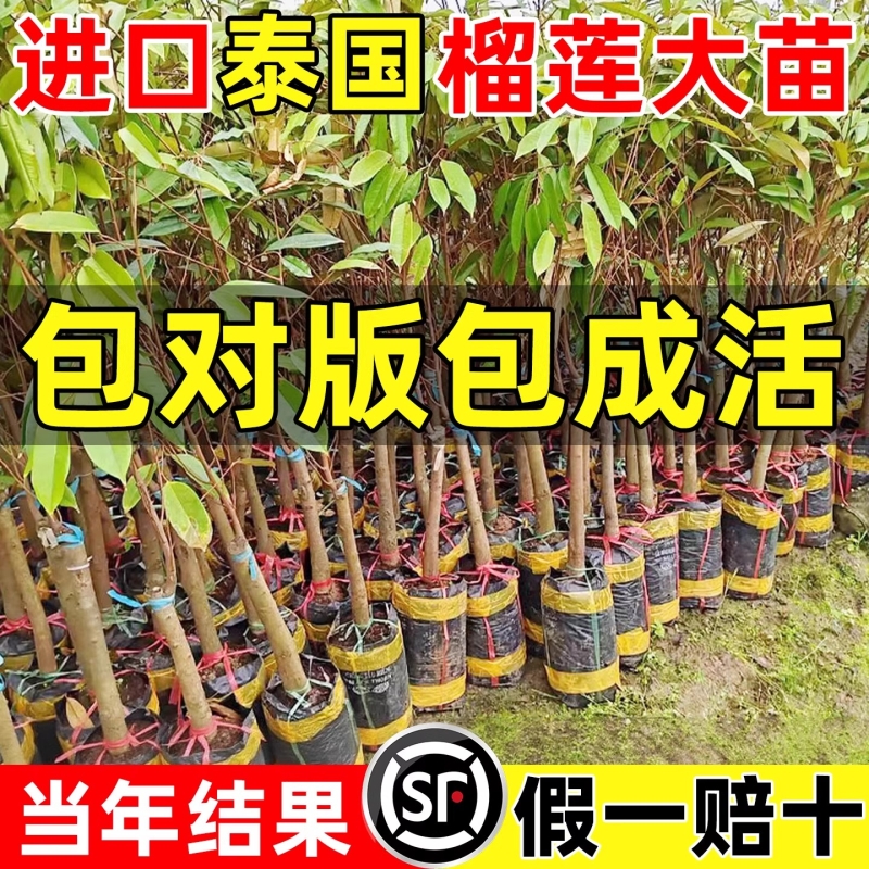 榴莲树果苗金枕猫山王榴莲
