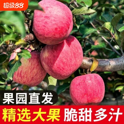 果园直发脆甜丑苹果冰糖心正宗高山红富士新鲜苹果薄皮整箱批发
