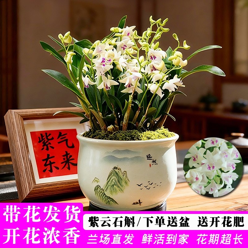 带花香水紫云石斛兰花苗带盆栽好室内好养浓香花卉盆栽送礼年宵花