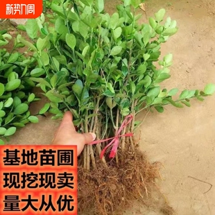 冬青树苗耐寒植物庭院绿化苗四季常青围栏篱笆专用树苗