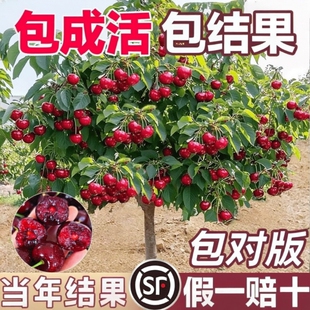 正宗车厘子树苗大樱桃果树果苗嫁接矮化盆栽水果树南方北种植庭院