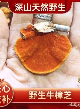 牛樟芝正品纯野生纯天然红灵芝野生牛樟芝中药材特级牛樟芝台湾