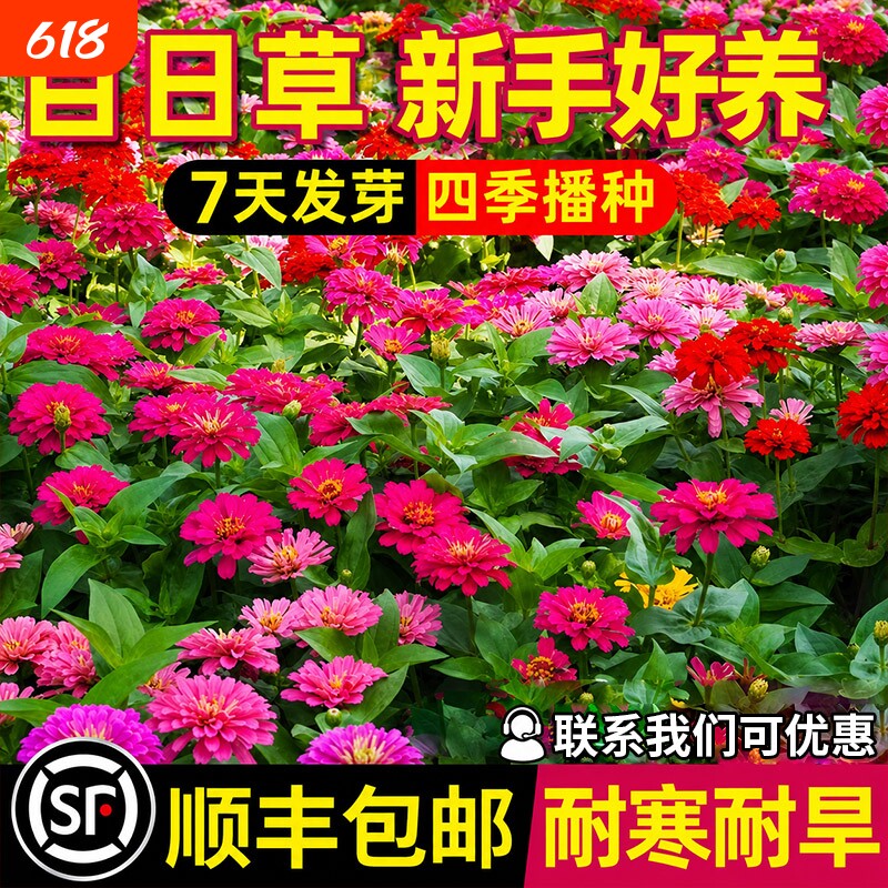 百日草花籽重瓣七彩野花组合四季播种庭院阳台花种籽波斯菊花种子