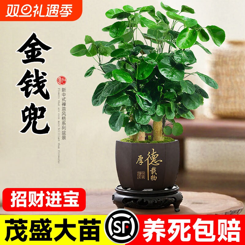金钱兜钱多多盆栽摆件盆景客厅办公室内好养活绿植招财造型桌面