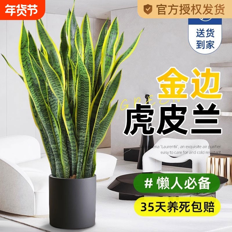 金边虎皮兰绿植客厅沙发旁大盆栽吸甲醛室内大型植物办公室花阳台,鲜花速递/花卉仿真/绿植园艺,大型绿植/成品组合盆栽,淘宝优惠券,粉丝福利购,淘宝优惠卷