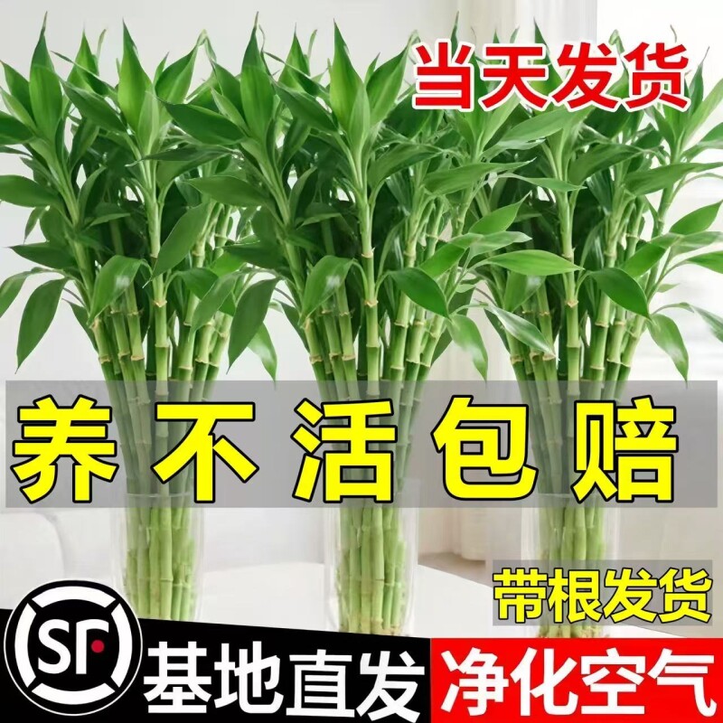 富贵竹水培植物客厅招财花卉绿植盆栽室内四季好养粗杆带根水竹子