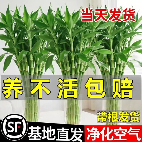 富贵竹水培植物客厅招财花卉绿植
