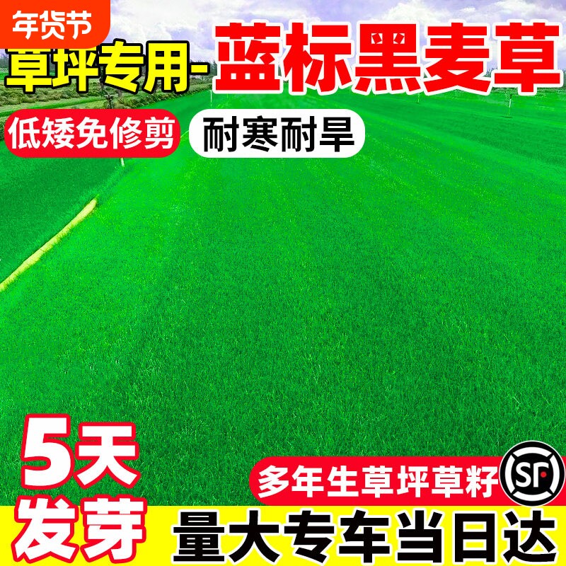 蓝标黑麦草草籽四季常青免修剪庭院绿化耐寒草坪基地专用草皮种子