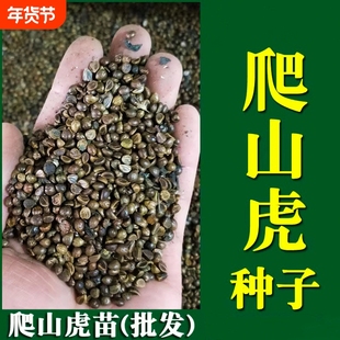 爬山虎种子爬藤植物四季青爬墙虎草籽庭院护坡三叶五叶树苗耐寒