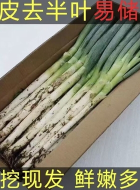 山东大葱新鲜铁杆小葱香葱毛葱新鲜长白大葱去半叶带皮包邮带生姜