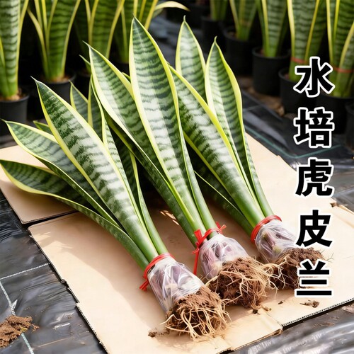 金边虎皮兰水培绿植|千人加购