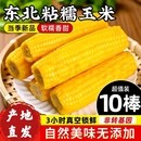 东北黄黏糯玉米棒新鲜粘苞米真空包装 白糯玉米现摘头茬新玉米