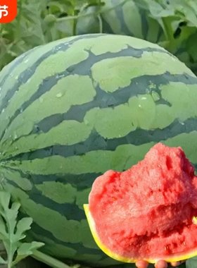 早佳8424西瓜种子种籽苗美都麒麟瓜秧苗盆栽秧孑水果种业黄瓜黄瓤