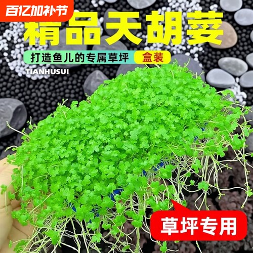 鱼缸天胡荽水草盒装造景专用