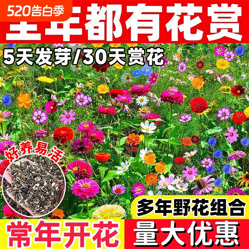 野花组合花种子四季播种耐寒庭院花卉开花格桑花种籽大全重瓣百日